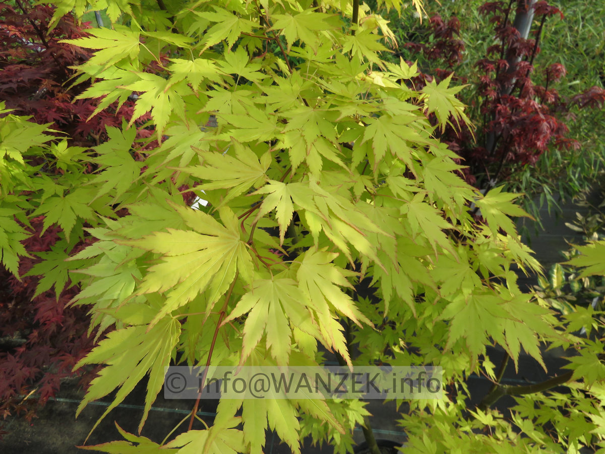 Acer palmatum Orange Dream - Austrieb im Schatten02.JPG